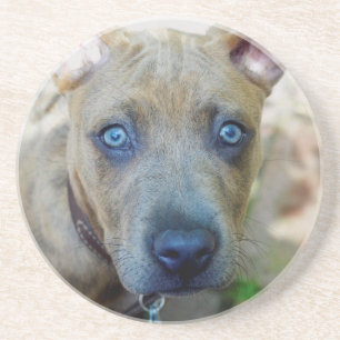 Brindle Pit Bull Puppy by Shirley Taylor Coaster