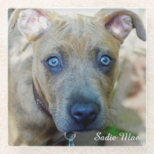 Brindle Pit Bull Puppy by Shirley Taylor Glass Coaster