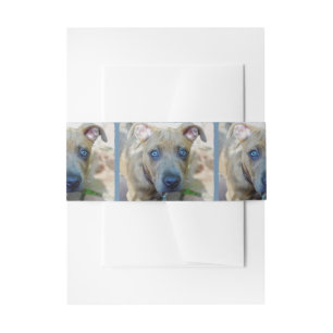 Brindle Pit Bull Puppy by Shirley Taylor Invitation Belly Band