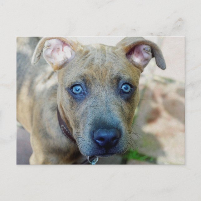 Brindle Pit Bull Puppy by Shirley Taylor Postcard (Front)