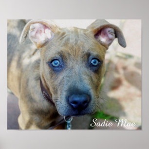 Brindle Pit Bull Puppy by Shirley Taylor Poster