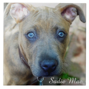 Brindle Pit Bull Puppy by Shirley Taylor Tile