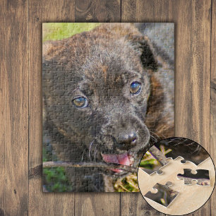 Brindle Puppy Chewing on Twig Jigsaw Puzzle