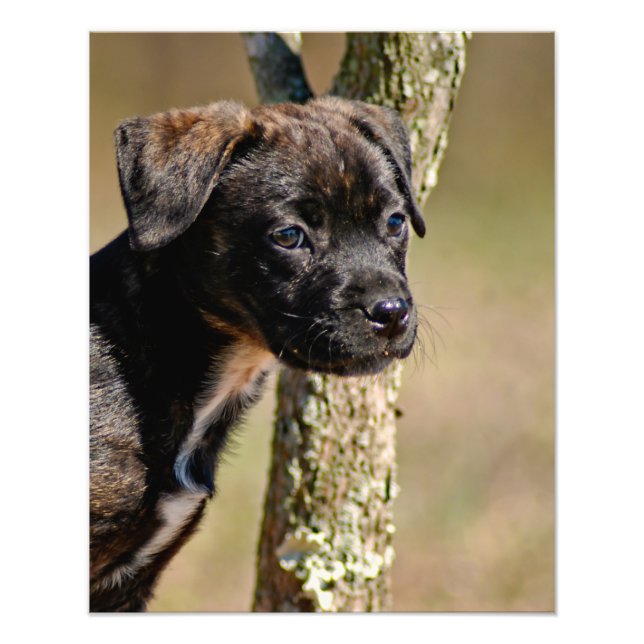 Brindle Puppy Portrait Photo Print (Front)