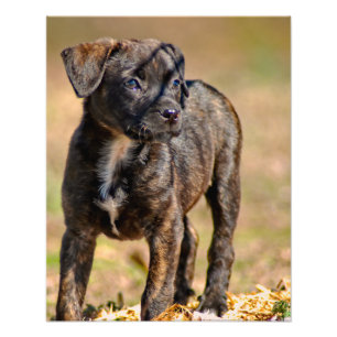 Brindle Puppy Profile Portrait Photo Print