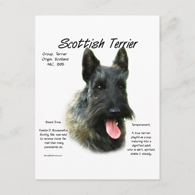 Brindle Scottish Terrier History  Postcard (Front)