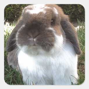 Bring some furriness into your life! square sticker