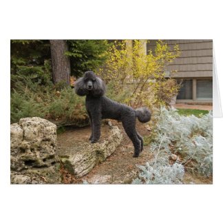 Bringing some Magic into your day....