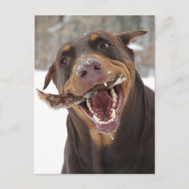 brisbeestick postcard (Front)