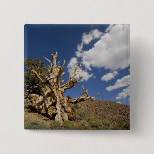 Bristlecone pine in Ancient Bristlecone Forest, 15 Cm Square Badge
