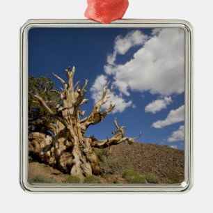 Bristlecone pine in Ancient Bristlecone Forest, Metal Tree Decoration