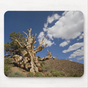 Bristlecone pine in Ancient Bristlecone Forest, Mouse Mat