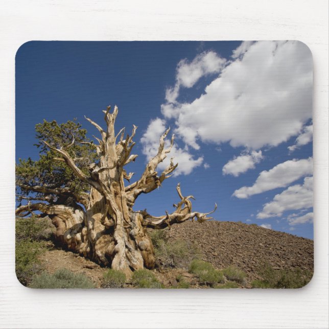 Bristlecone pine in Ancient Bristlecone Forest, Mouse Mat (Front)