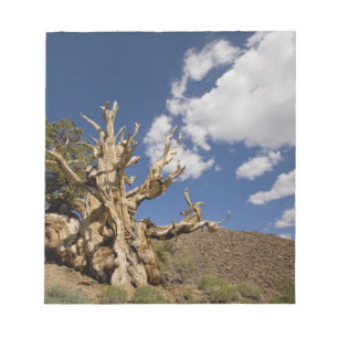Bristlecone pine in Ancient Bristlecone Forest, Notepad