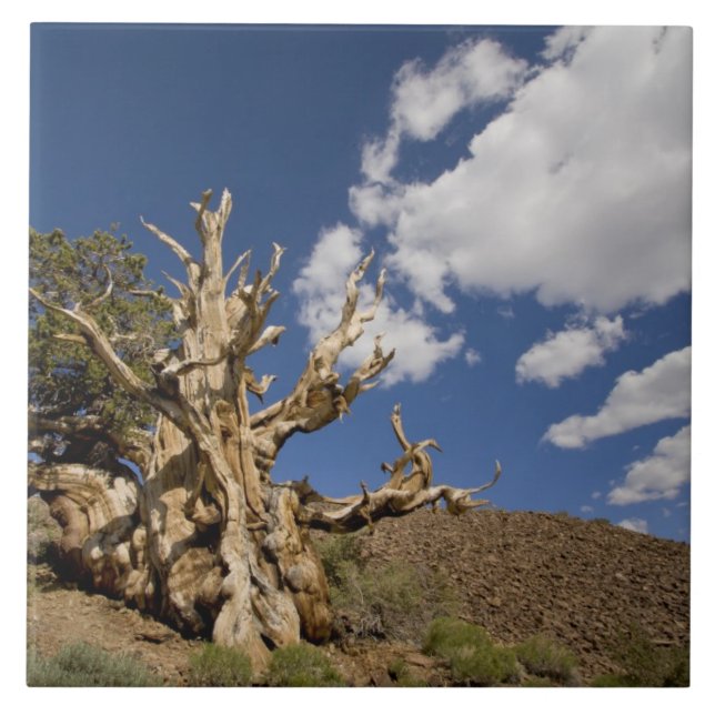 Bristlecone pine in Ancient Bristlecone Forest, Tile (Front)