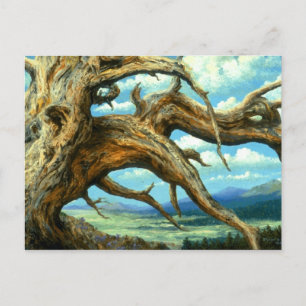 Bristlecone Pine Postcard
