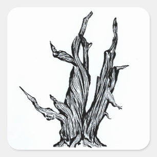 Bristlecone Pine Square Sticker