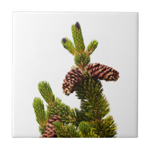 Bristlecone Pine Tile