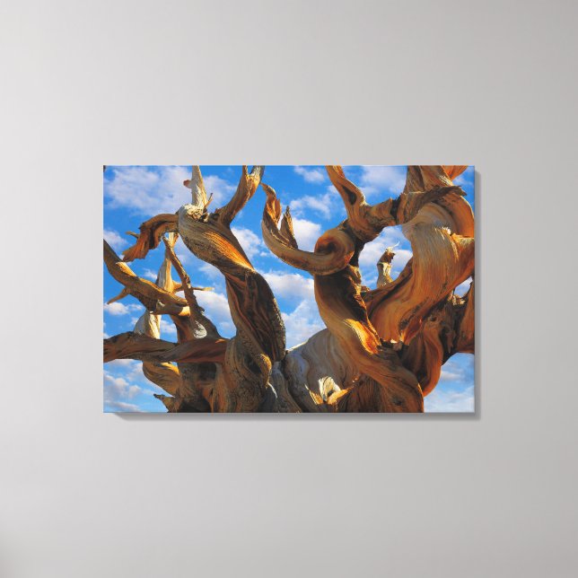 Bristlecone Pine Tree Canvas Print (Front)