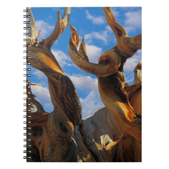 Bristlecone Pine Tree Notebook (Front)