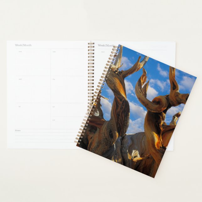 Bristlecone Pine Tree Planner (Display)