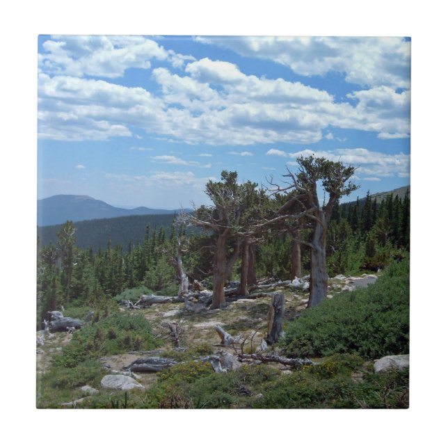 Bristlecone Pine Tree Tile (Front)
