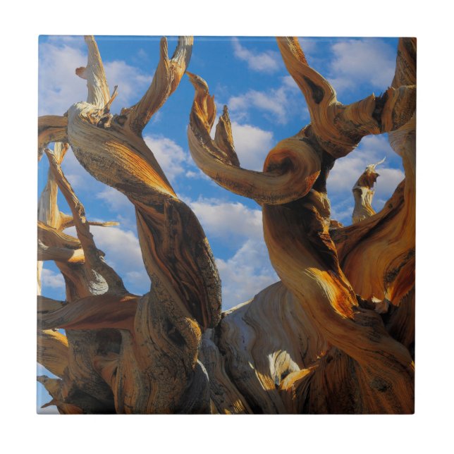 Bristlecone Pine Tree Tile (Front)