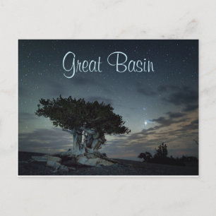 Bristlecone Silhouette Against Starry Sky Postcard