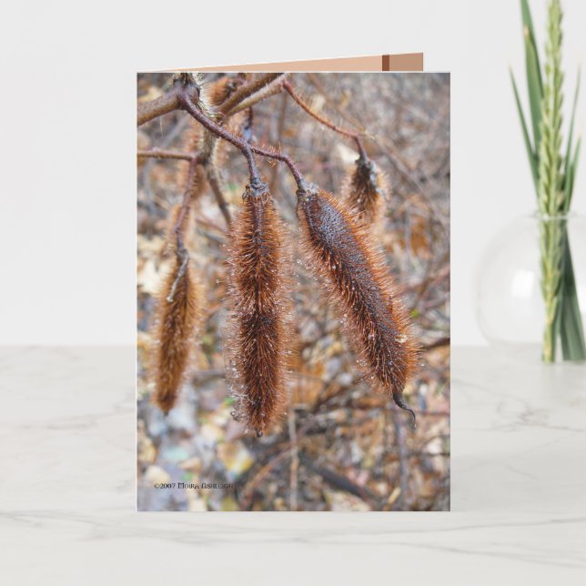 Bristly Locust Seed Pods Card (Front)