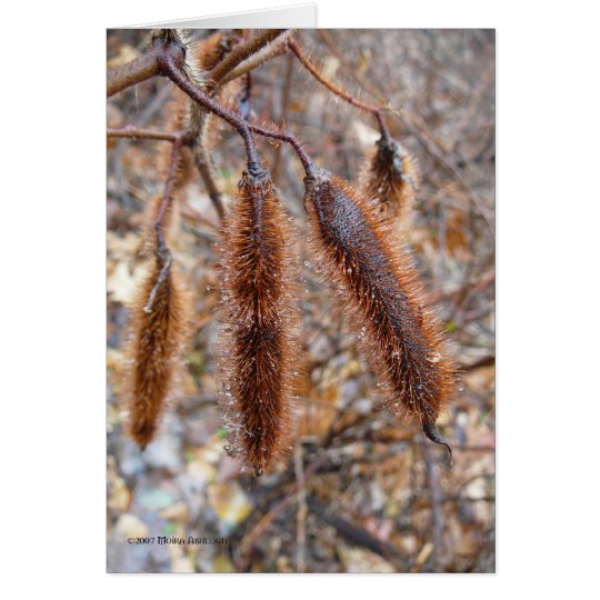 Bristly Locust Seed Pods Card
