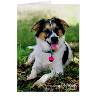 Bristol as a puppy, glorydaysphotography