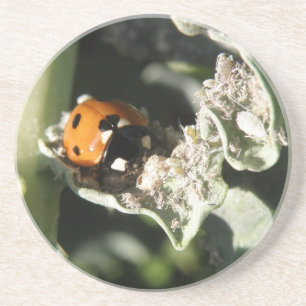 British 7 Spot Ladybug Coasters