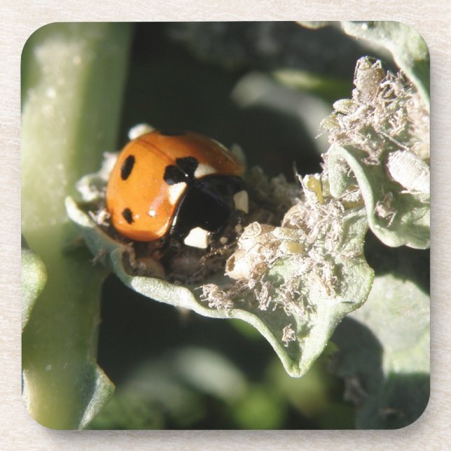 British 7 Spot Ladybug Cork Coaster (Front)