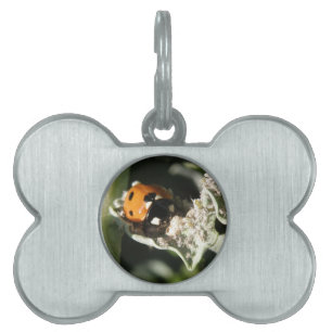 British 7 Spot Ladybug Pet Tag