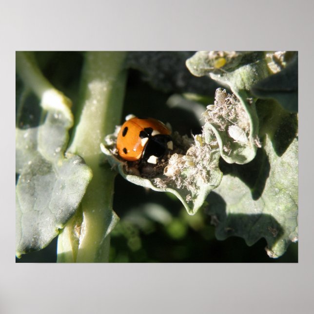British 7 Spot Ladybug Print (Front)