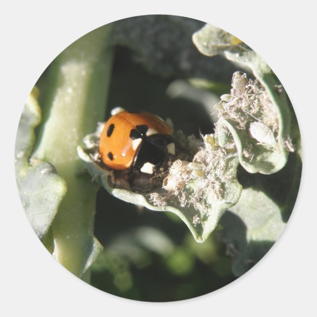 British 7 Spot Ladybug Stickers (Front)