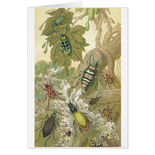 British Beetles Card
