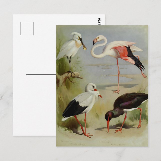 British Birds, Art Illustrations Postcard (Front/Back)