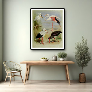 British Birds, Art Illustrations Poster