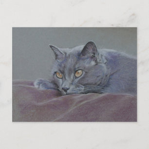 british blue shorthair cat painting postcard