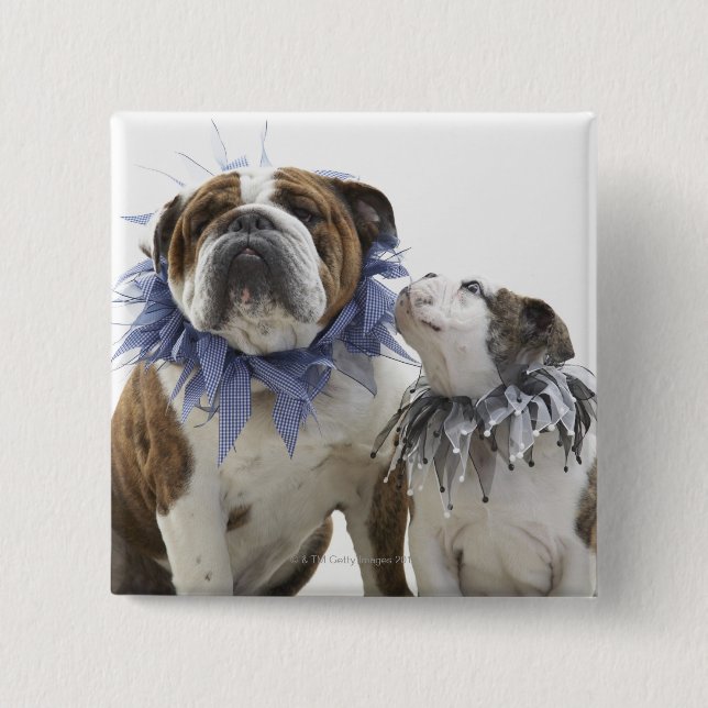 British bulldog and puppy wearing jester collar, 15 cm square badge (Front)
