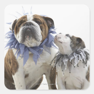 British bulldog and puppy wearing jester collar, square sticker