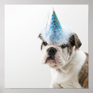 British Bulldog Puppy Wearing A Party Hat Poster