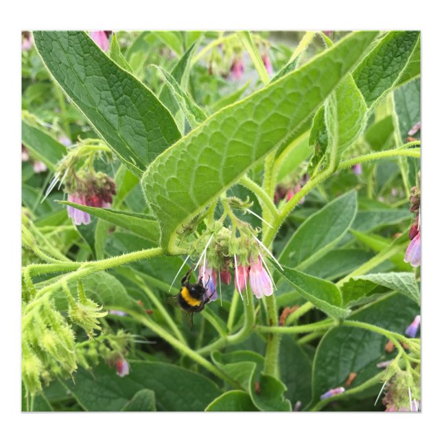 British Bumble Bee on Wild Common Comfrey Photo Print (Front)