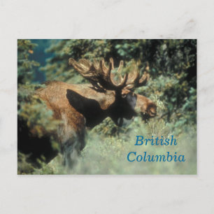 British Columbia bull moose postcard