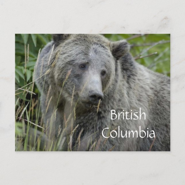British Columbia grizzly bear postcard (Front)