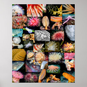 British Columbia Marine Life Collage Poster