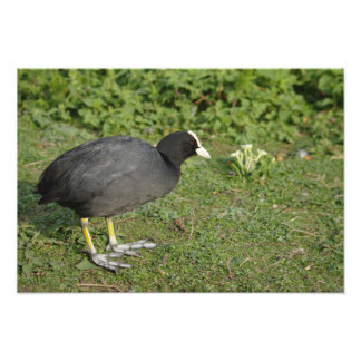 British Coot Photo Print