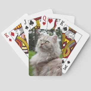 British Longhair Cat - Chocolate, Silver Tabby Playing Cards