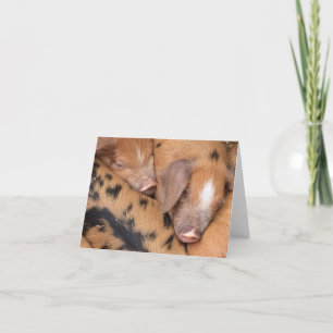 British Oxford Sandy & Black Cute Little Piggies Card